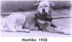 hatchiko (1)