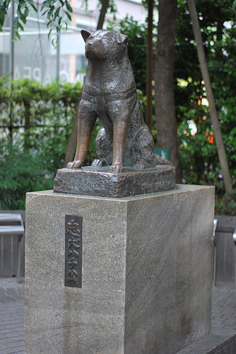 hatchiko (2)