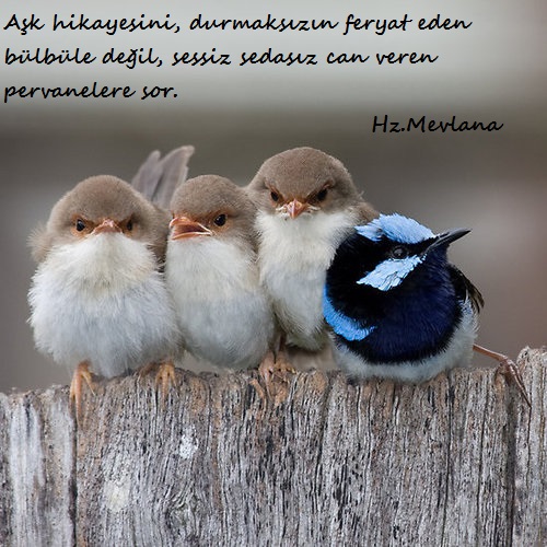 Hz.Mevlana-Sozleri (20)