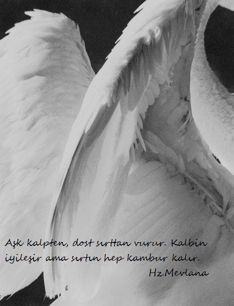 Hz.Mevlana-Sozleri (26)