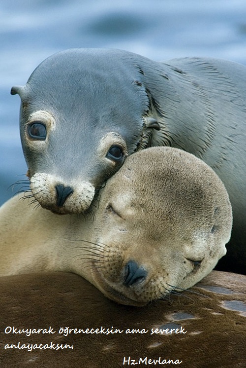 Hz.Mevlana-Sozleri (28)