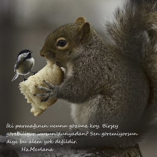 Hz.Mevlana-Sozleri (32)