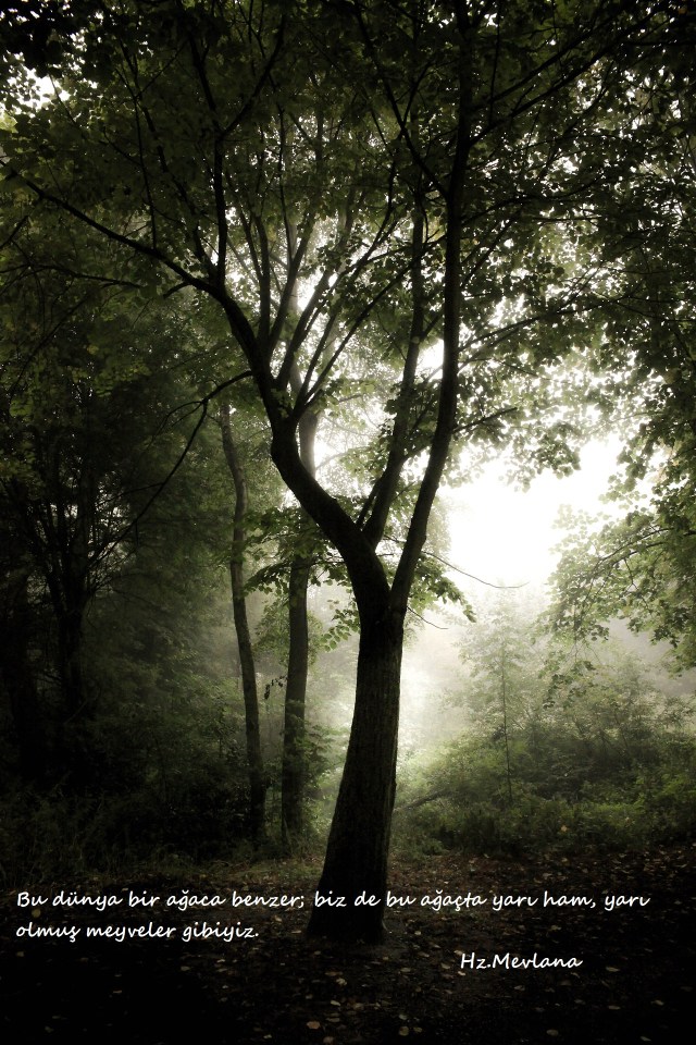 Hz.Mevlana-Sozleri (45)