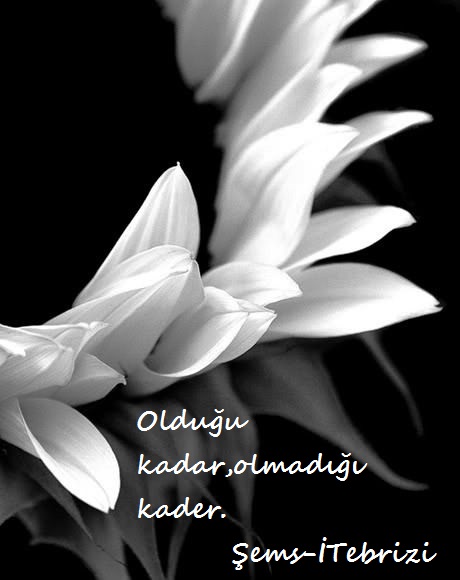 Hz.Mevlana-Sozleri (49)