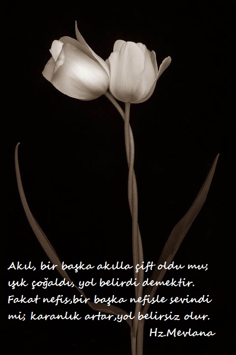 Hz.Mevlana-Sozleri (9)