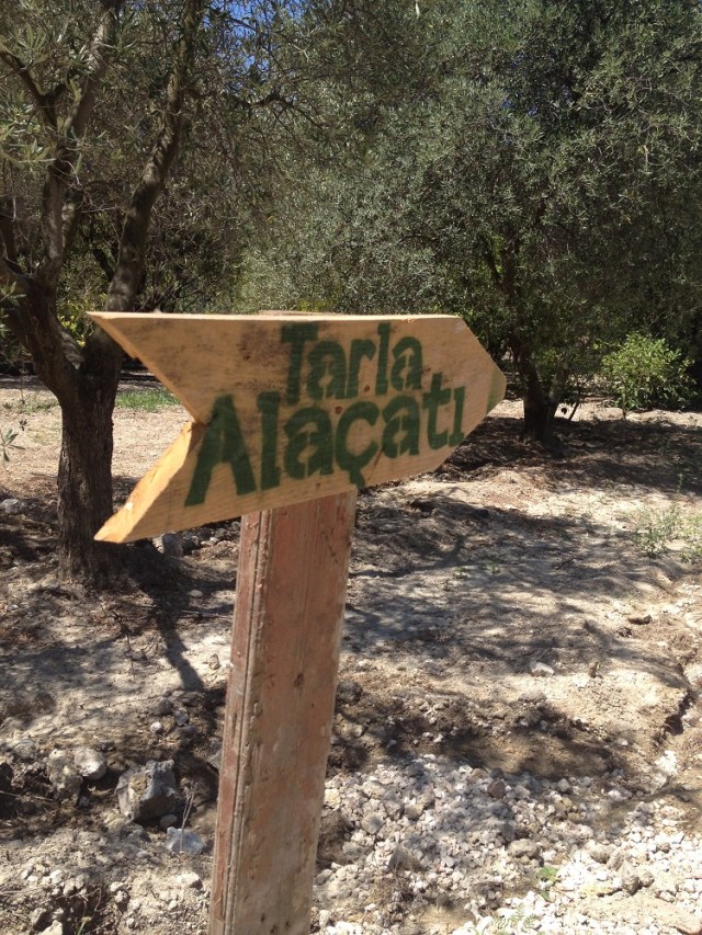 tarla-alacati (2)
