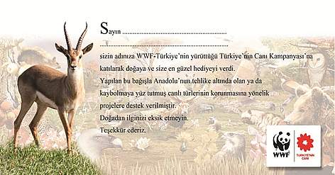 bagis-sertifikalari (2)