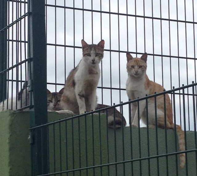 sokak-hayvanlari (1)