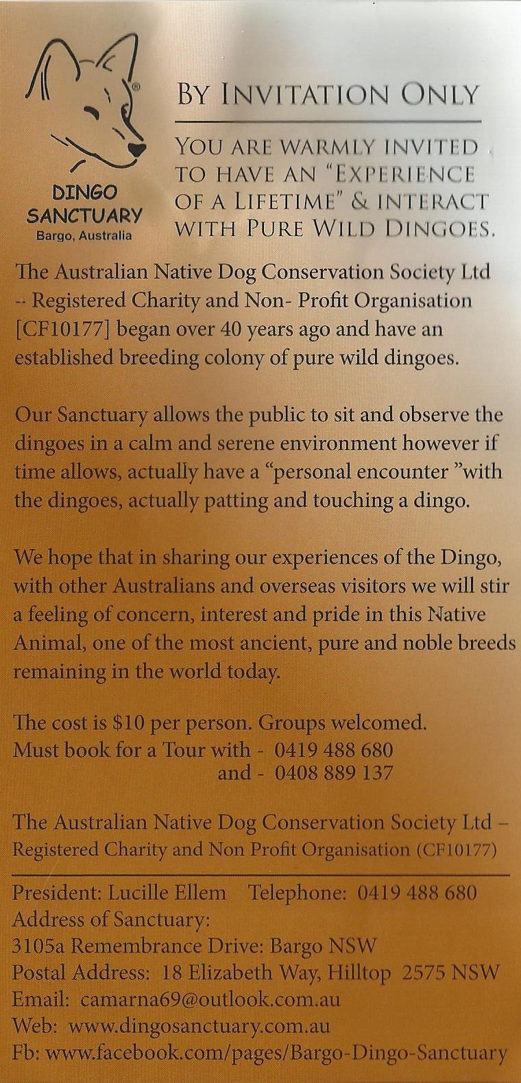 dingo-bargo