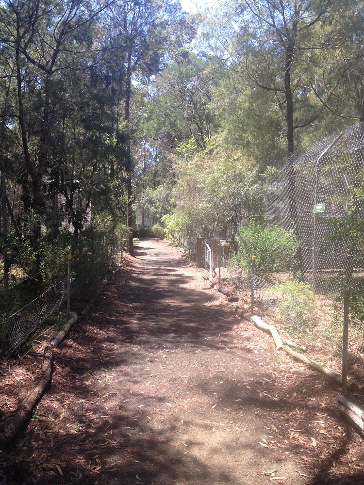 dingo-sanctuary-11