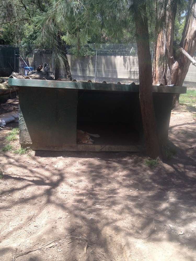 dingo-sanctuary-12
