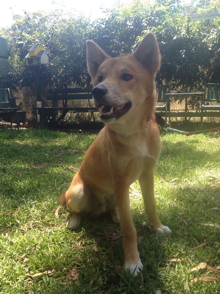dingo-sanctuary-13