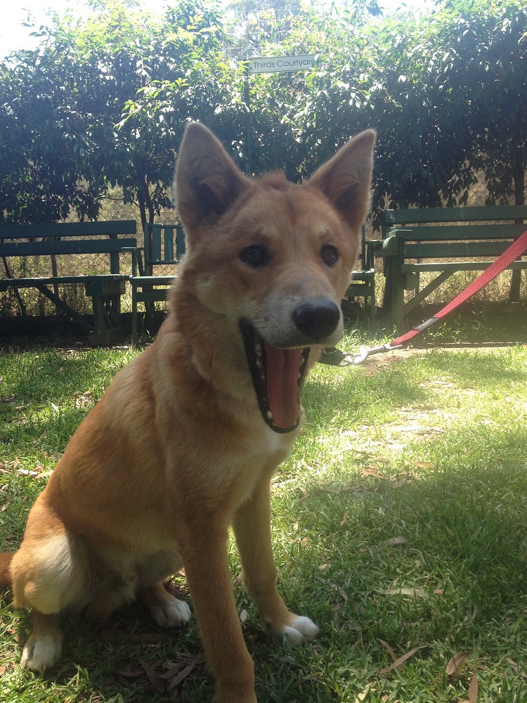 dingo-sanctuary-14