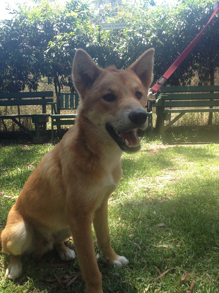 dingo-sanctuary-15