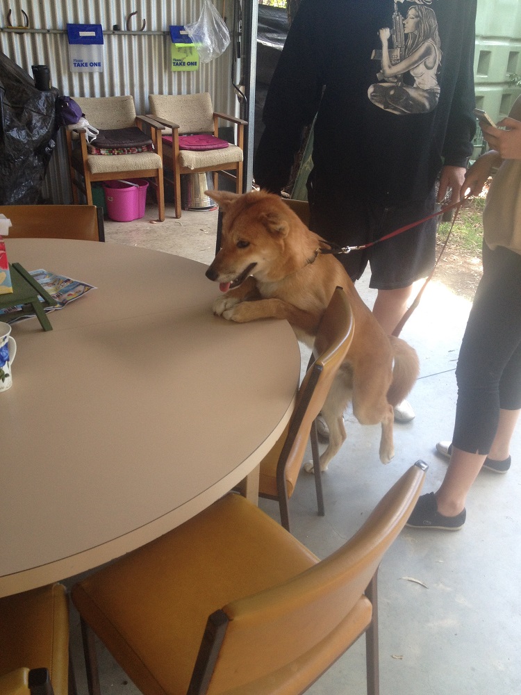 dingo-sanctuary-16