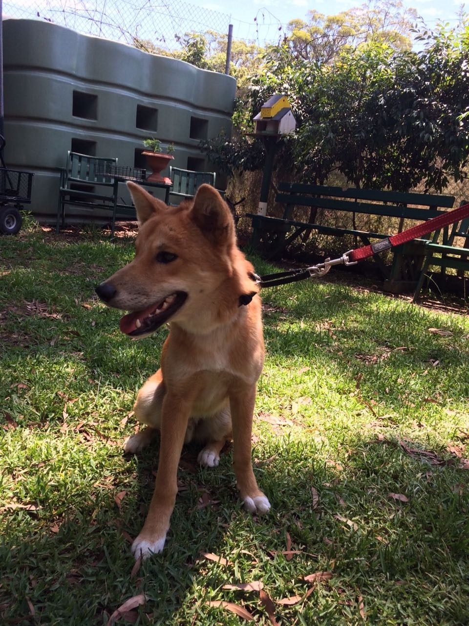 dingo-sanctuary-17