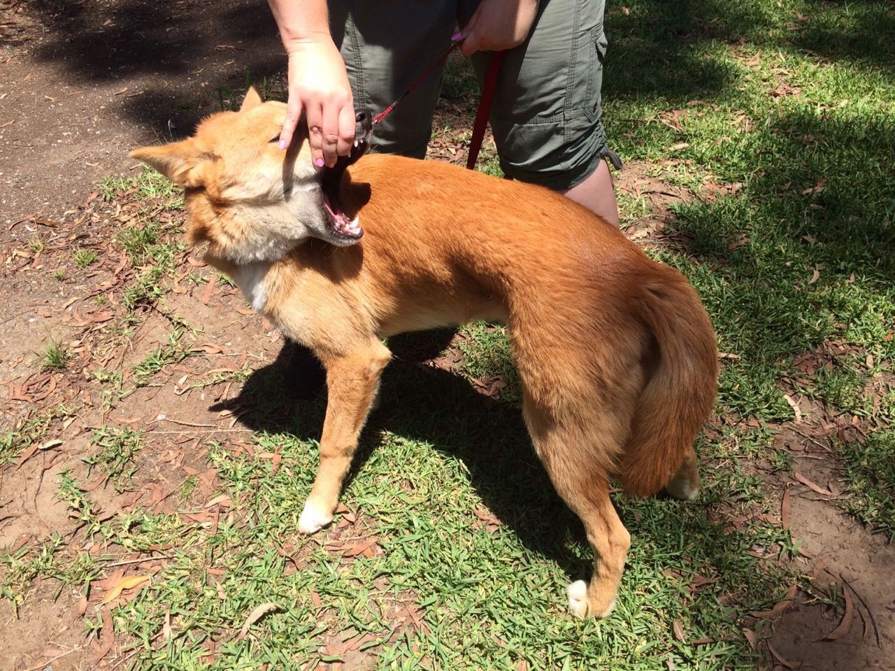 dingo-sanctuary-18