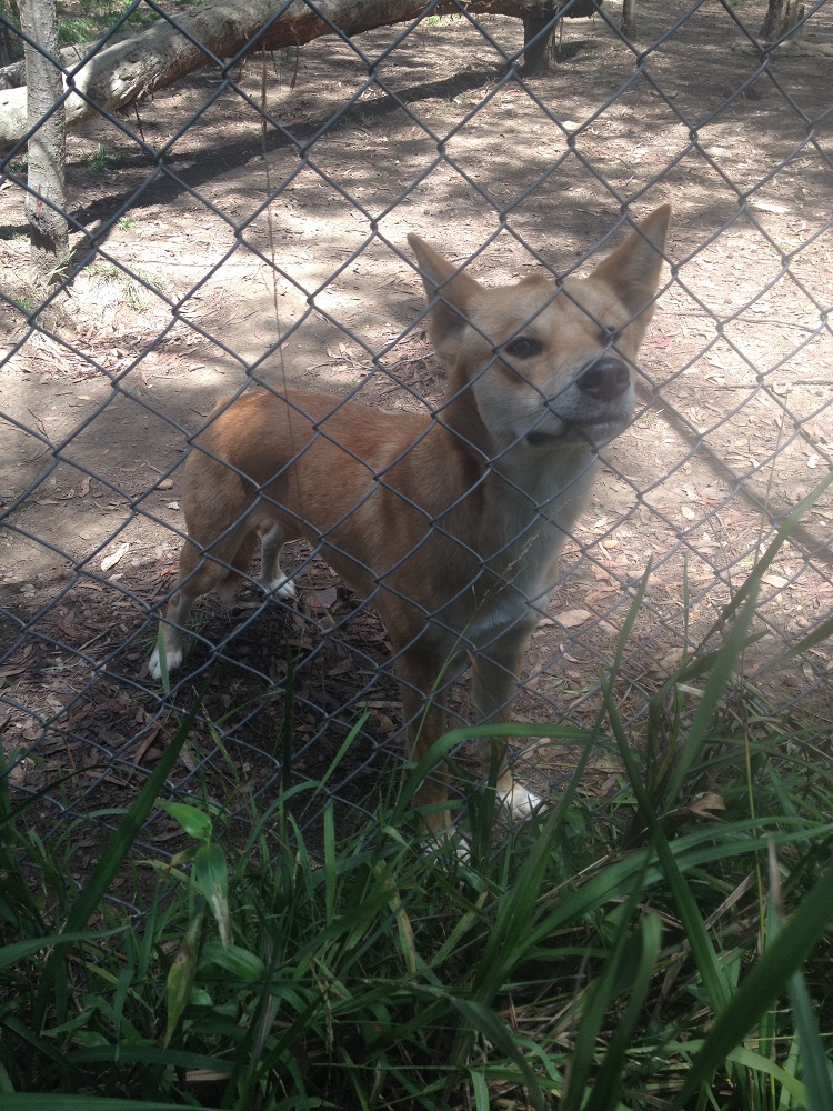 dingo-sanctuary-2