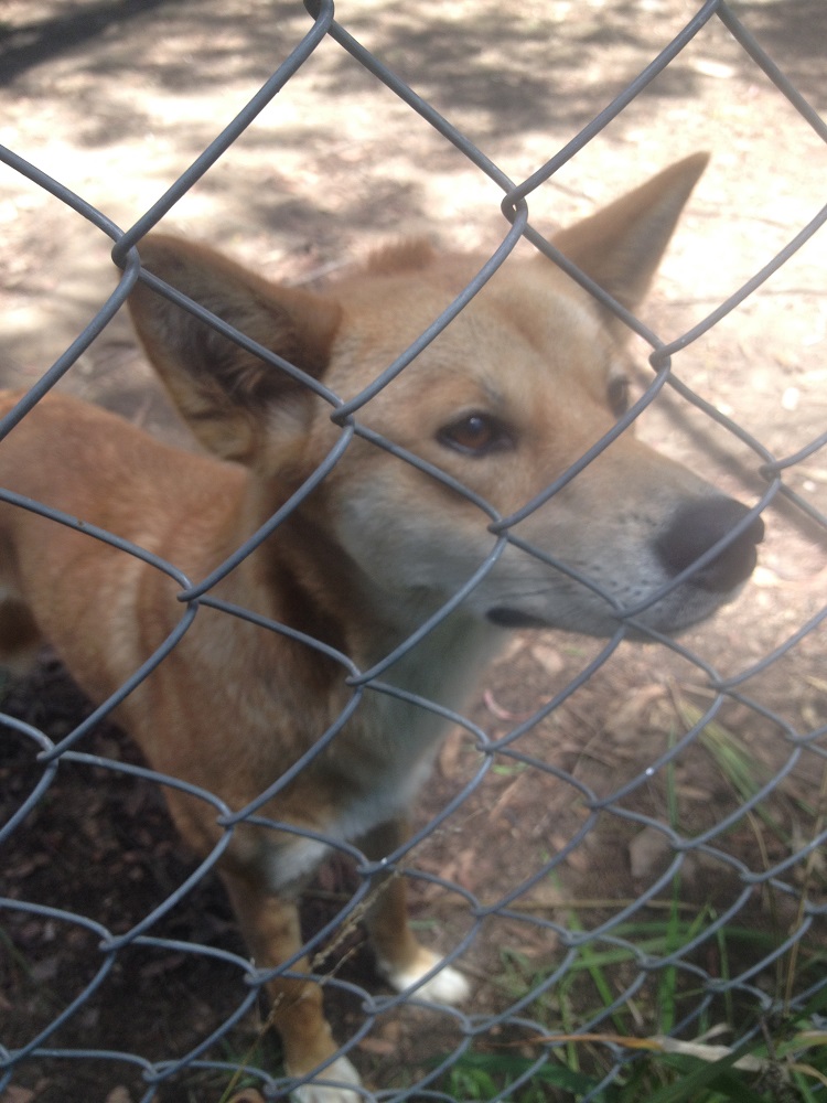 dingo-sanctuary-3