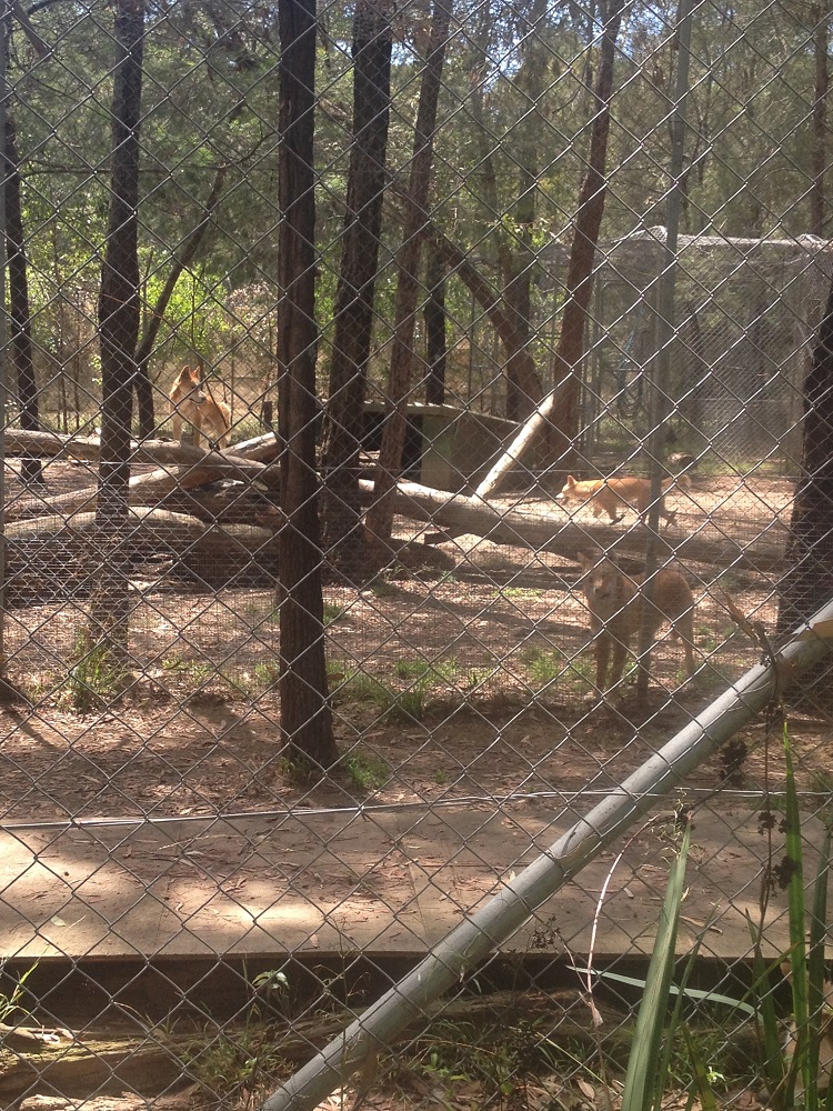dingo-sanctuary-5