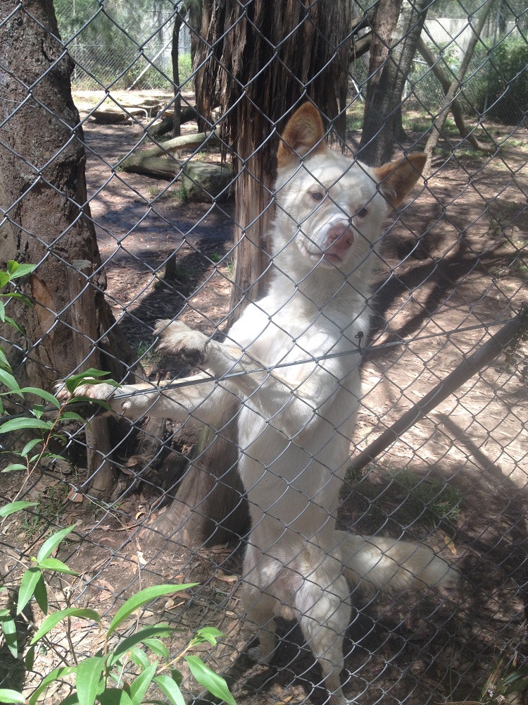 dingo-sanctuary-7