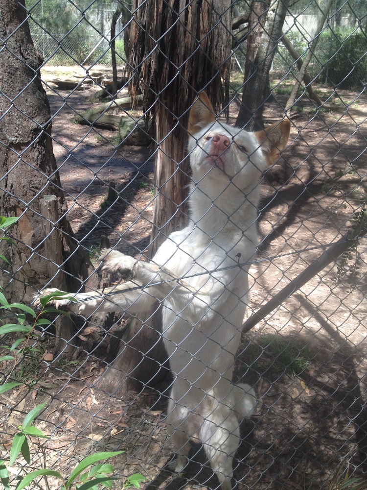 dingo-sanctuary-8