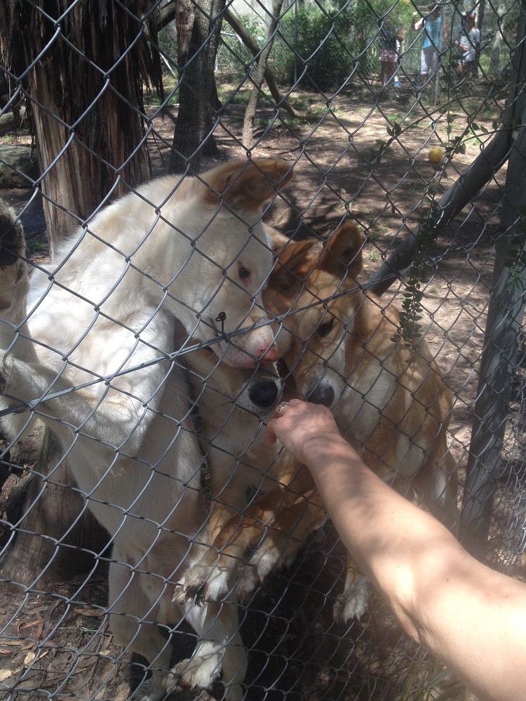 dingo-sanctuary-9