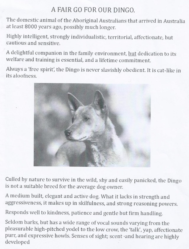 dingo