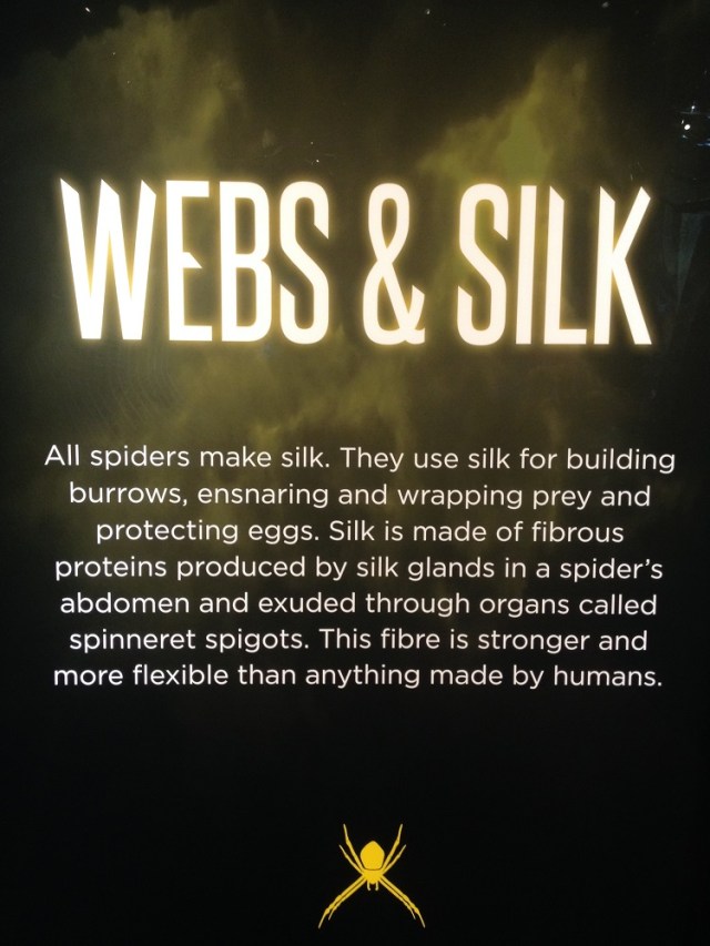spiders-alive-and-deadly-100
