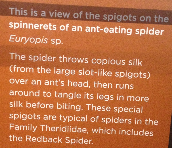 spiders-alive-and-deadly-103