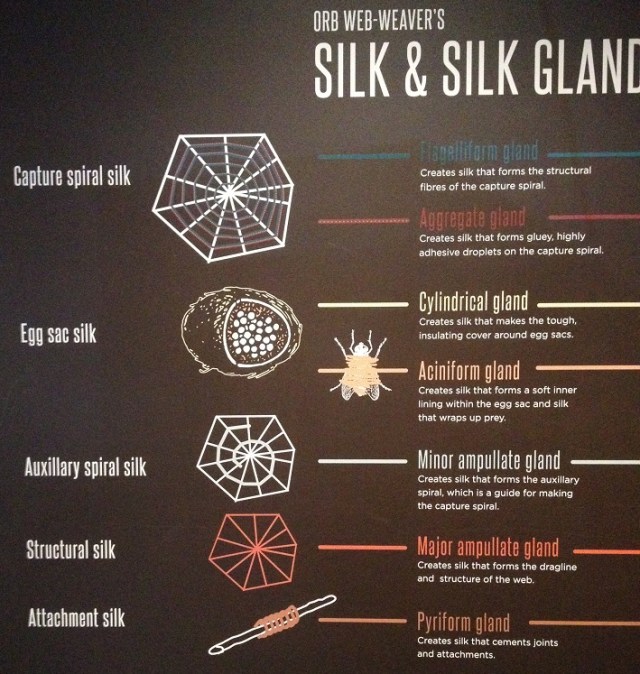 spiders-alive-and-deadly-104