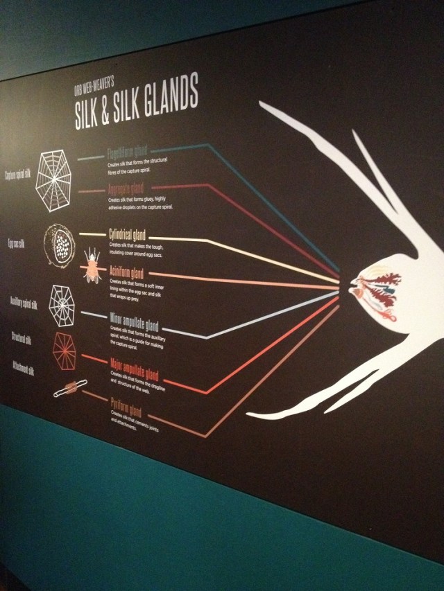 spiders-alive-and-deadly-105