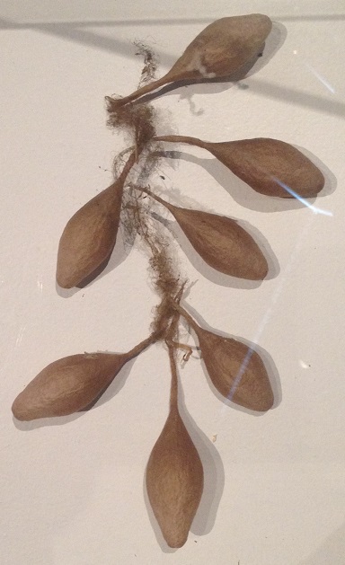 spiders-alive-and-deadly-108