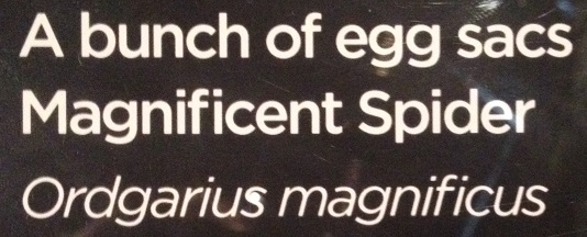 spiders-alive-and-deadly-109