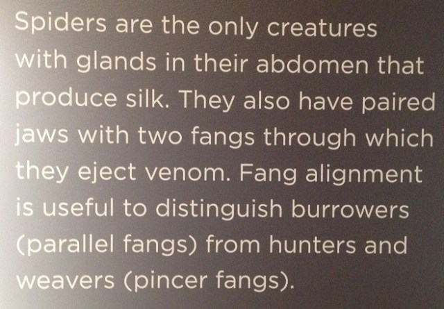 spiders-alive-and-deadly-11