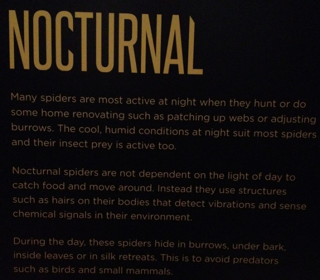 spiders-alive-and-deadly-111