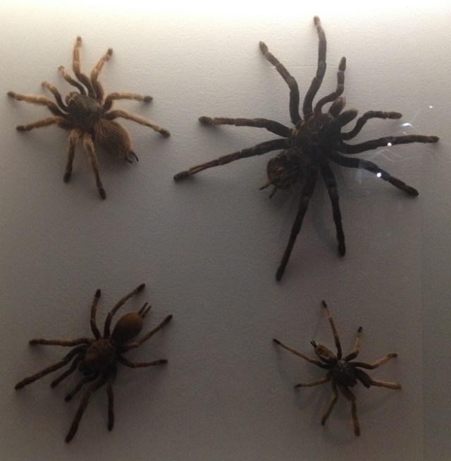 spiders-alive-and-deadly-113