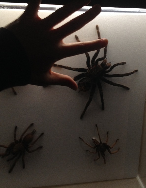 spiders-alive-and-deadly-114