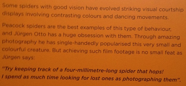 spiders-alive-and-deadly-116