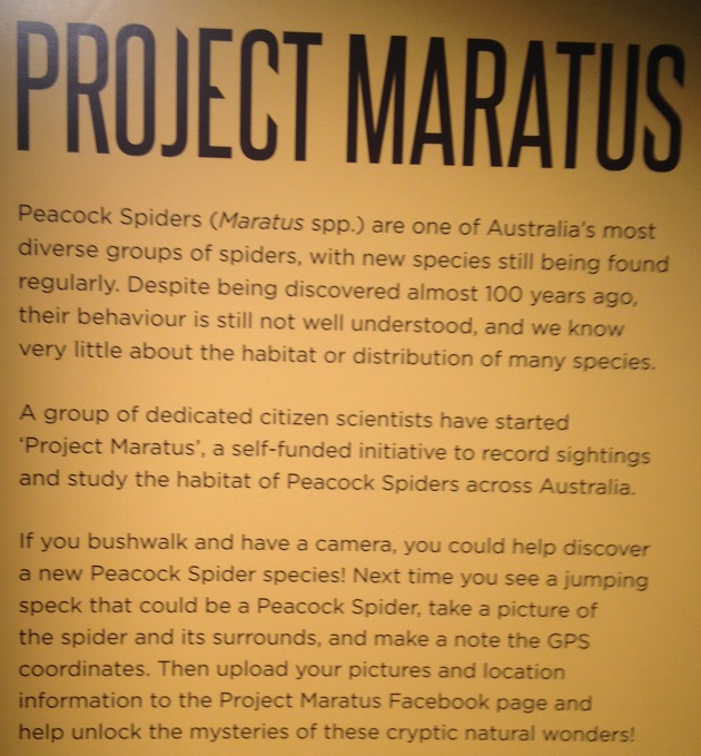 spiders-alive-and-deadly-118