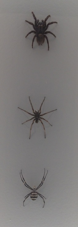 spiders-alive-and-deadly-12