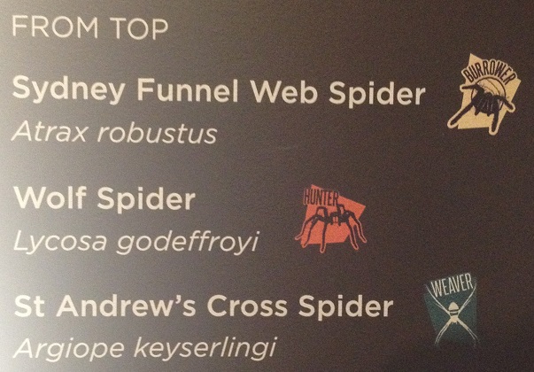 spiders-alive-and-deadly-13