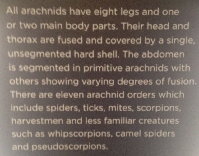 spiders-alive-and-deadly-14