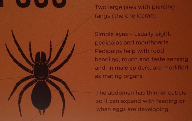 spiders-alive-and-deadly-16