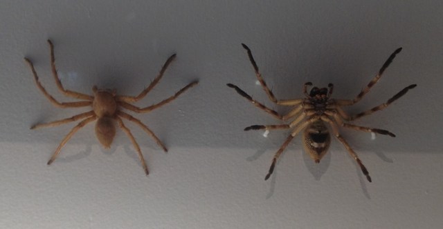 spiders-alive-and-deadly-17