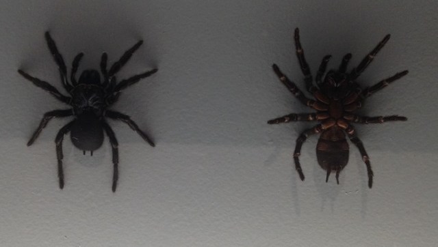 spiders-alive-and-deadly-18