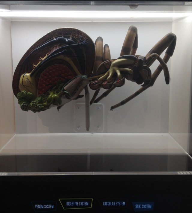 spiders-alive-and-deadly-19