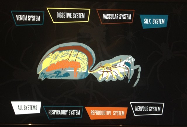 spiders-alive-and-deadly-20