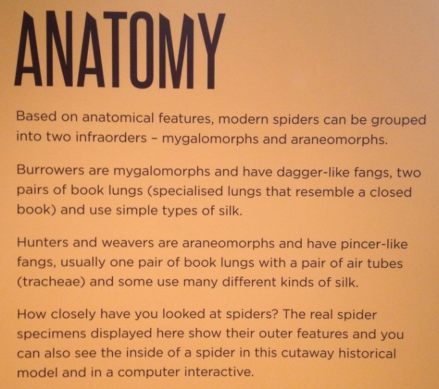 spiders-alive-and-deadly-21