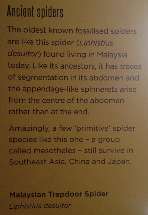 spiders-alive-and-deadly-24